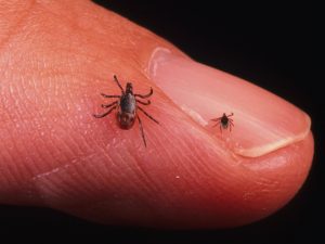 lyme disease in ontario 